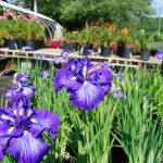 Iris ensata (Edens Harmony) Japanese Iris